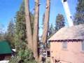 extremely dangerous hazard tree removal