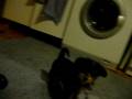 Brunos Hundekinder I