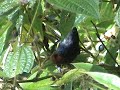 GATURAMO-FERRUGEM Euphonia pectoralis GATURAMO-FERRUGEM Euphonia pectoralis