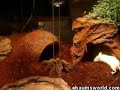 my-pet-spider.html
