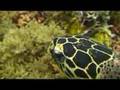 Dive Tubbataha Marine National Park, Philippines ...