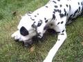 my dalmatian's Rawfood