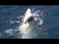 Big Shark Big Shark