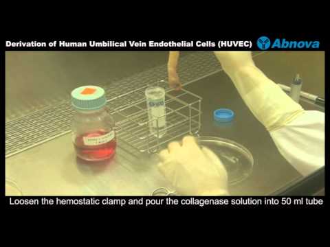 how to isolate endothelial cells from mouse