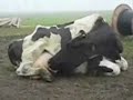 Cow likes milk Cow likes milk