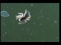 videos de Dimorphic Jumping Spider (Maevia Vittata)