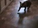 Lanzador de bocados para perro Lanzador de bocados para perro