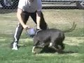 Blue Pit Bull Pitbull Working A Bite Pillow