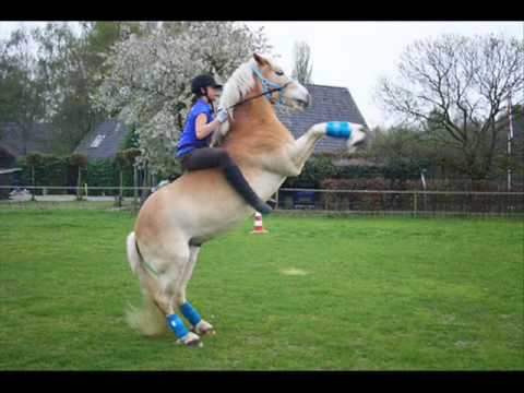 horses grand national