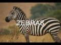 videos de Biome Project (Rwanda)