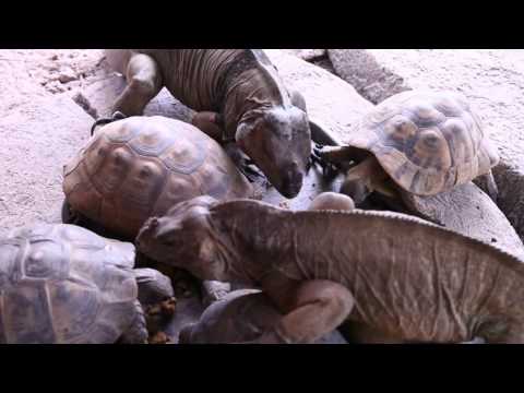 YouTube reptile video