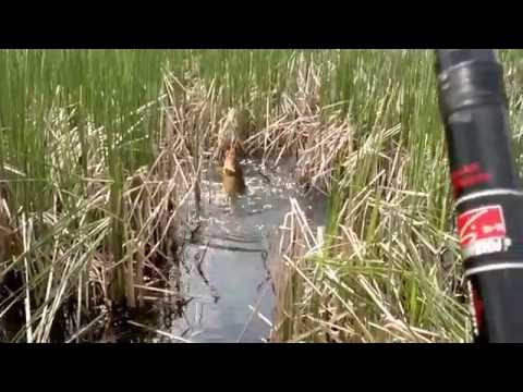 ловим карася в камышах ловим карася в камышах