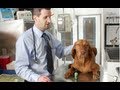 Stoner Dogs? Medical Marijuana for Canines - YouTube
