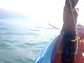 pescaria de anchova  alto mar