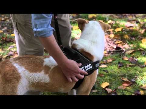 how to adjust ezydog harness