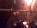 videos de tercera parte de pisto el sabado con un frio de la verg. y una lumbresilla