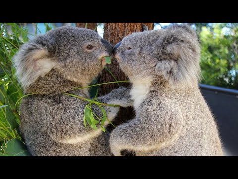 Koalas schtzen: In vielen Regionen Australiens sind  ...