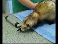 Conseils furet