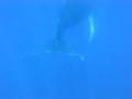 videos de Humpback whale in Samana Bay Domninican Republic