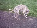 Whippets running free Whippets running free