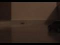 Kill a Spider