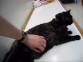 Sheiva Loving Belly Rubs