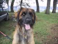 ???????????????leonberger in Japan ???????????????leonberger in Japan