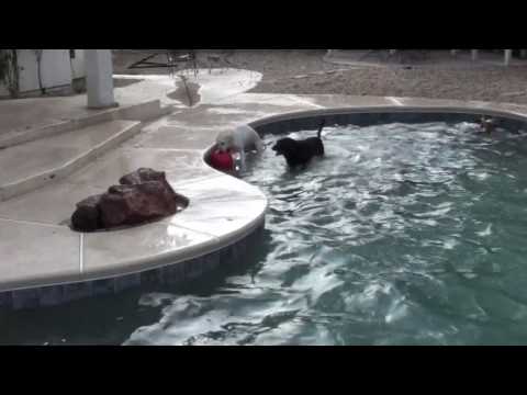 Dogs having fun in pool