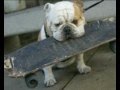 Skateboarding Bulldogs a Compilation and Tribute to the English Bulldog