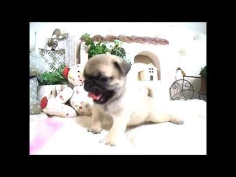 YouTube Preview Image