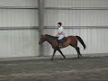 mercury - 6yr old mare at glenwillow - contact kim stewart - glenwillow@adelphia.net