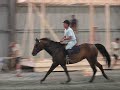 mercury - 6yr old mare at glenwillow - contact kim stewart - glenwillow@adelphia.net