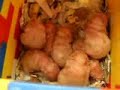 FUNNY HAMSTER MAMACHA MANUELCHA VILLASANTE Y BABIES FUNNY HAMSTER MAMACHA MANUELCHA VILLASANTE Y BABIES