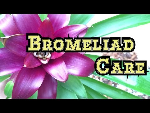 how to transplant bromeliad pups