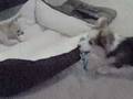 videos de Lego vs Trick