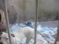 Dogo Argentino video
