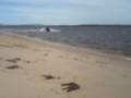 straddie 017.AVI