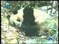 寻找棕色大熊猫-丹丹