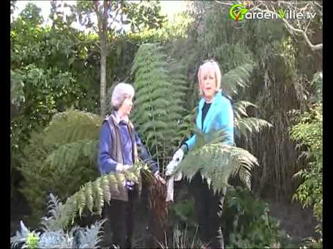 how to transplant tree ferns nz