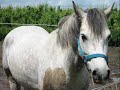 Andor  me lief 0001