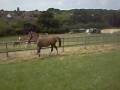 hejaza-crabbet arabian filly showing off hejaza-crabbet arabian filly showing off