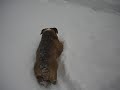 Chubs, The English Bulldog, SNOW, SNOW, SNOW Chubs, The English Bulldog, SNOW, SNOW, SNOW