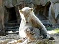 Happy 1 1/2 Birthday Knut!