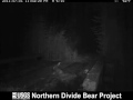 Grizzly bear rubbing on a bridge
