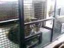 Tiger Sanctuary