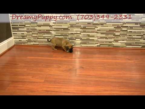 Super Cute Puggle Boy!