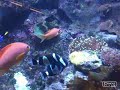 Amphiprion latezonatus Spawning