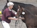 Pyrrhus AHS Colt