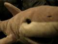 Shark Attack - One Way Or Another