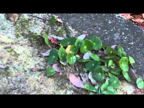 how to eliminate clover from a lawn